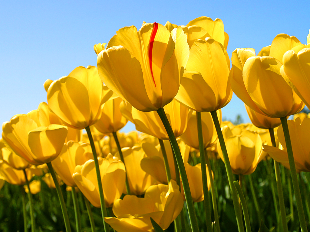 "Tulips of Hope"